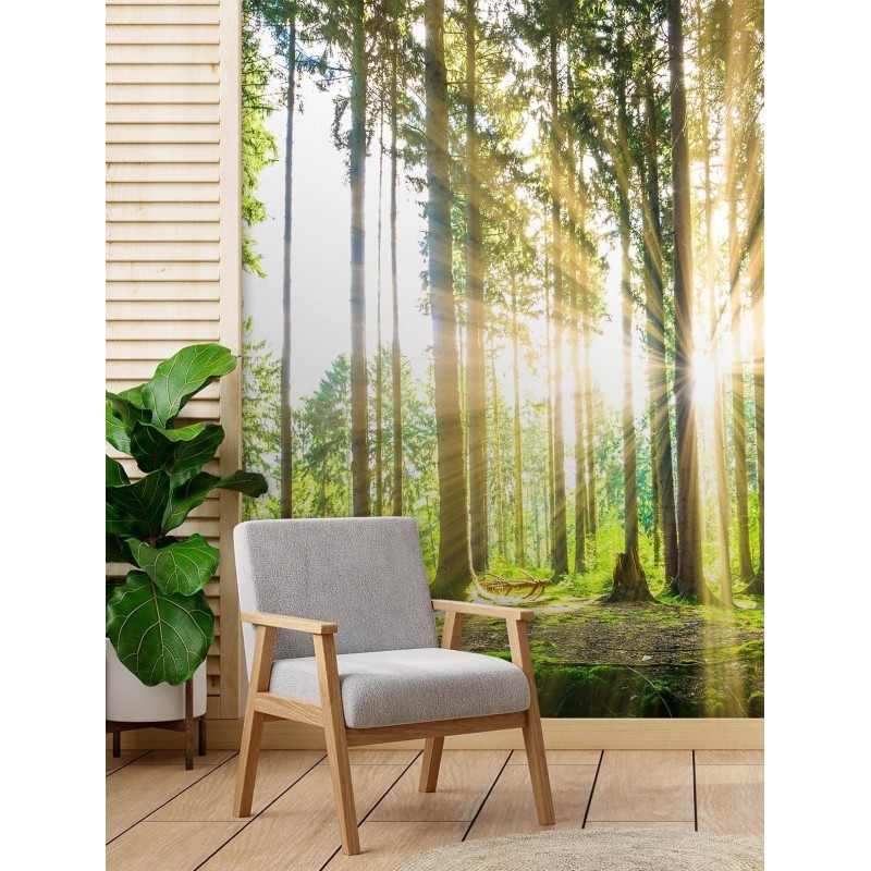 Modische Fototapete - Wald Sonne Natur Baume | Feeby