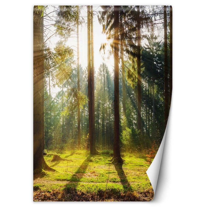 Fototapete - Morgensonne im Wald | Feeby