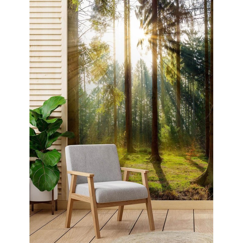 Fototapete - Morgensonne im Wald | Feeby