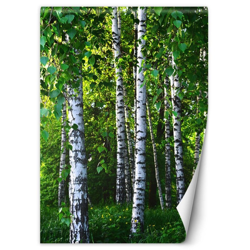 Fototapete - Birken Wald Natur | Feeby