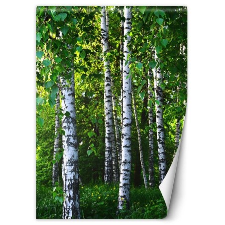 Fototapete - Birken Wald Natur | Feeby