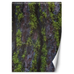 Fototapete - Holz Rinde Textur | Feeby