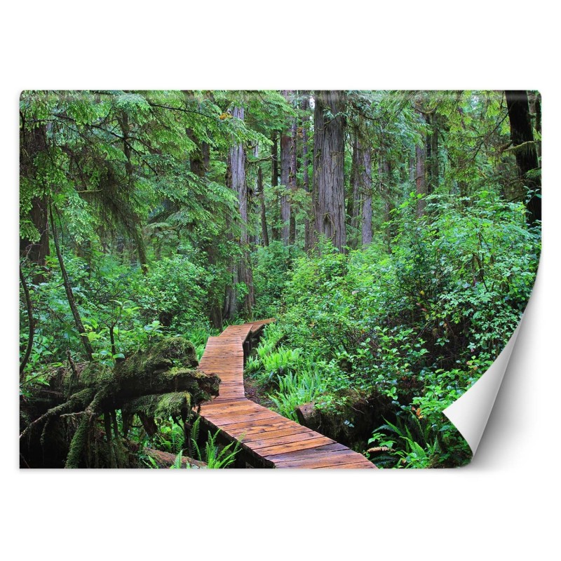 Modische Fototapete - Tropischer Pfad im Wald | Feeby