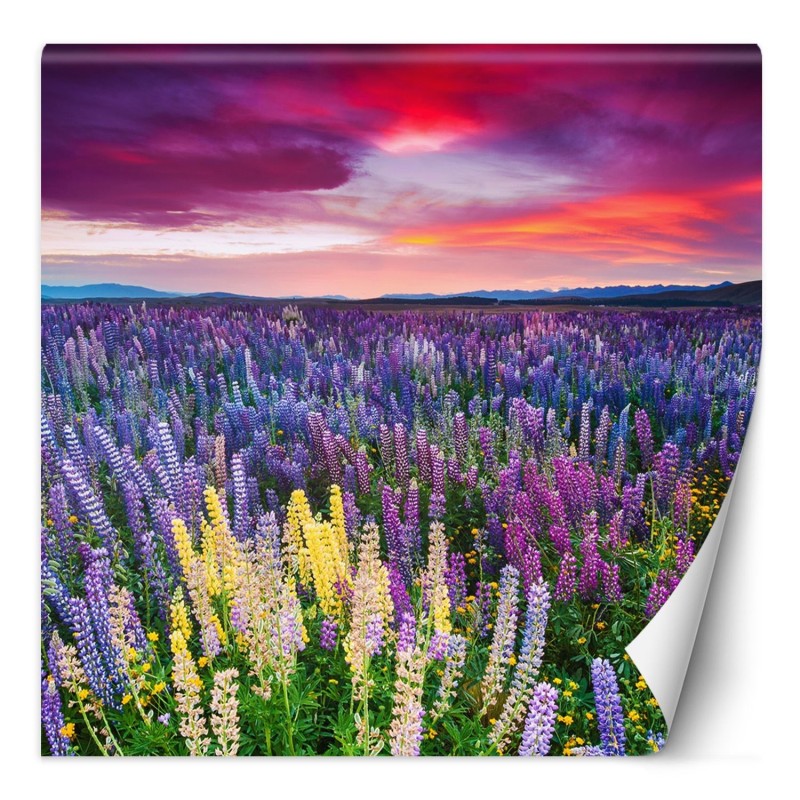 Fototapete - Lavendel Blumen auf einer Wiese | Feeby