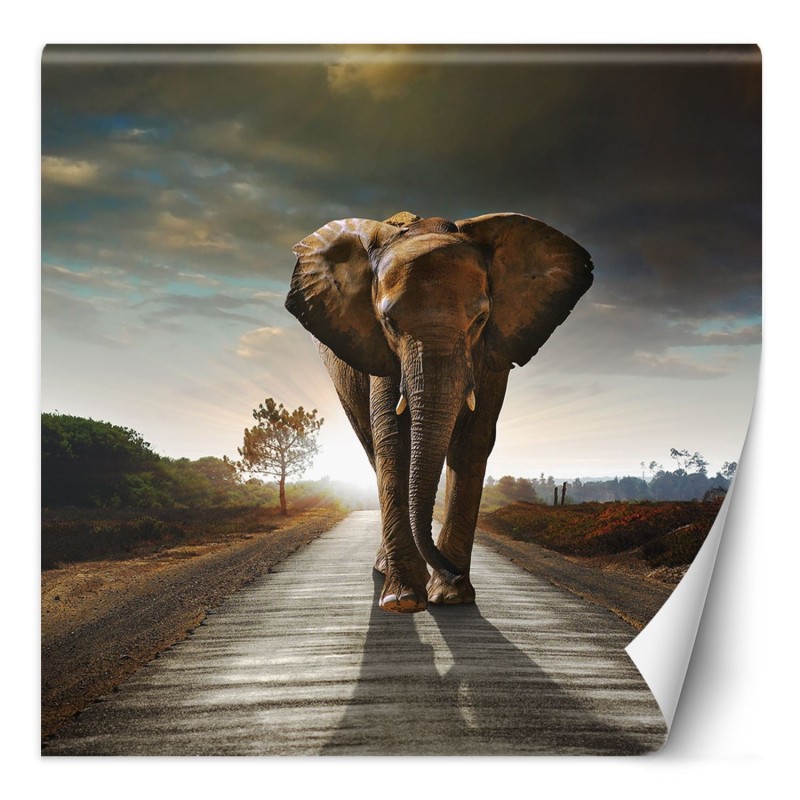 Modische Fototapete - Elefant Tier Weg | Feeby