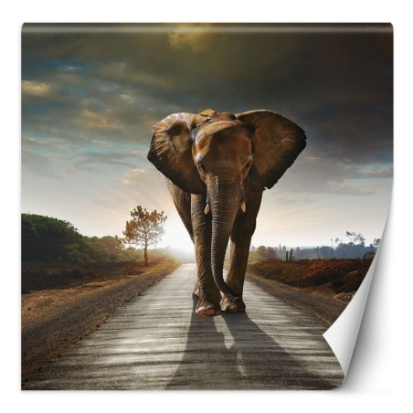 Modische Fototapete - Elefant Tier Weg | Feeby