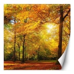 Stilvolle Fototapete - Herbstwald im Sonnenschein | Feeby