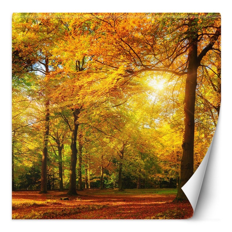 Stilvolle Fototapete - Herbstwald im Sonnenschein | Feeby