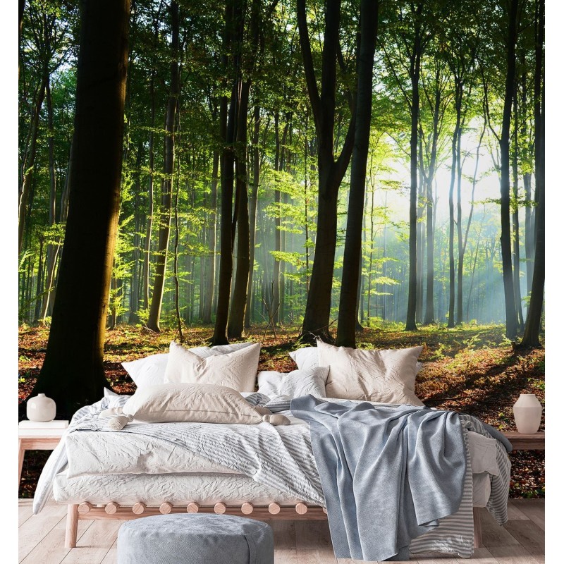 Fototapete - Wald Baume Sonne Natur Landschaft | Feeby