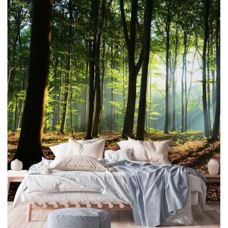 Fototapete - Wald Baume Sonne Natur Landschaft | Feeby