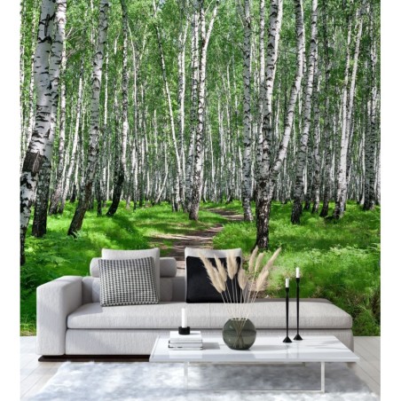Fototapete - Birkenwald Baume Natur | Feeby