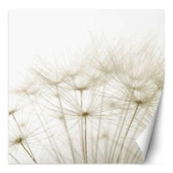 Stilvolle Fototapete - Pusteblume in Weiß | Feeby