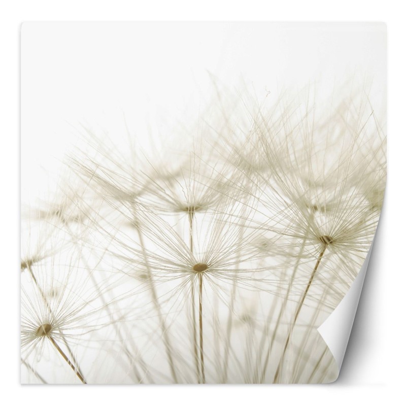 Stilvolle Fototapete - Pusteblume in Weiß | Feeby