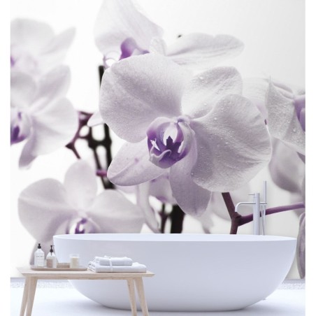 Fototapete - Lila Orchidee Blütenblättern | Feeby