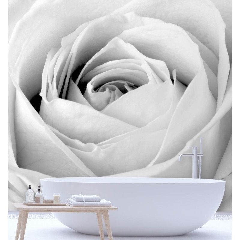 Fototapete - Weiße Rose Blumen | Feeby