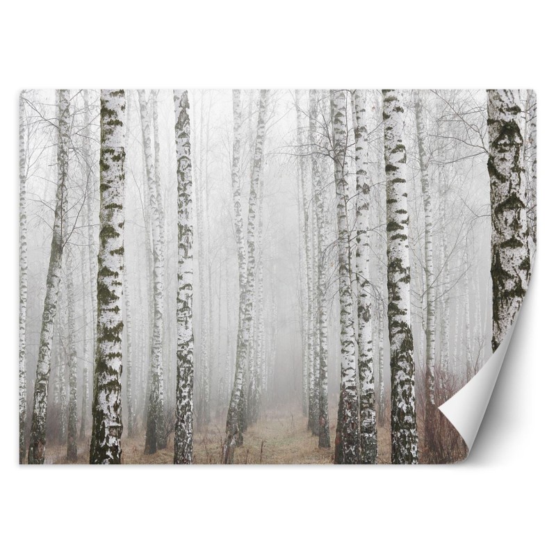 Modische Fototapete - Birkenwald im Nebel | Feeby