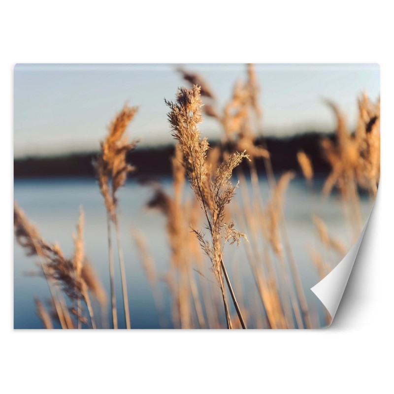 Fototapete - Pampasgras auf einem See Hintergrund | Feeby