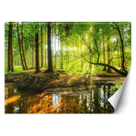 Fototapete - Bach im Wald bei Sonnenaufgang Natur | Feeby