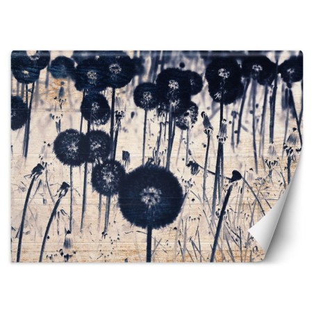 Fototapete - Monochrome Pusteblumen auf Brettern | Feeby