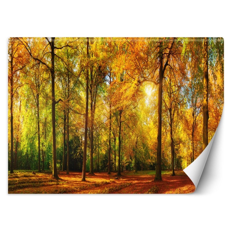Moderne Fototapete - Herbst Wald Natur | Feeby