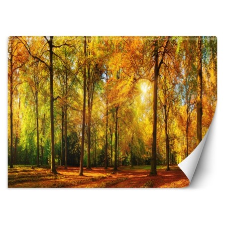 Moderne Fototapete - Herbst Wald Natur | Feeby