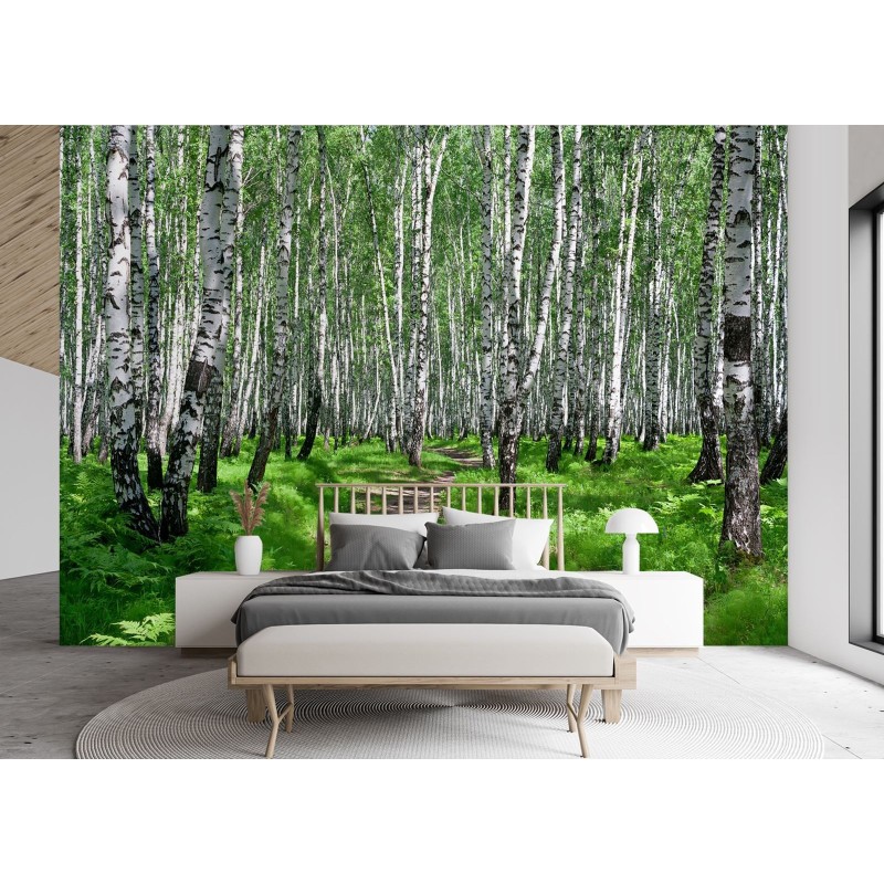 Fototapete - Birkenwald Natur Pflanzen | Feeby