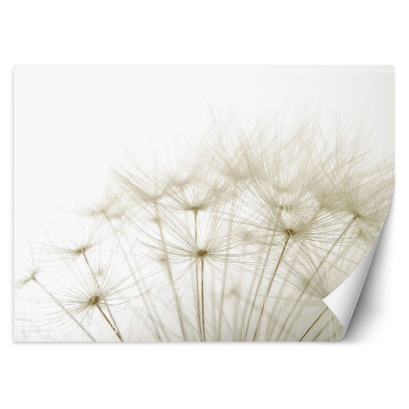 Moderne Fototapete - Pusteblume Makro Beige | Feeby