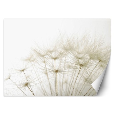 Moderne Fototapete - Pusteblume Makro Beige | Feeby