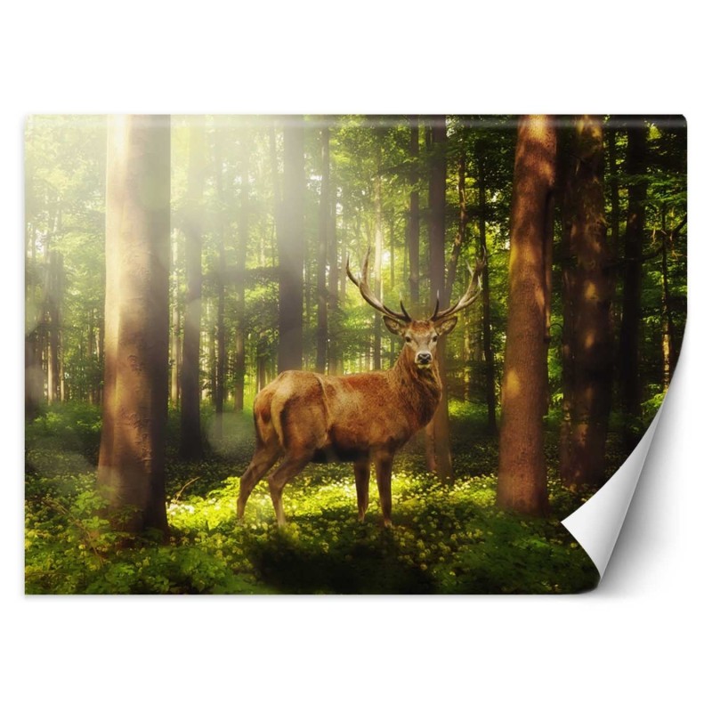 Moderne Fototapete - Hirsch Tiere Wald Natur | Feeby
