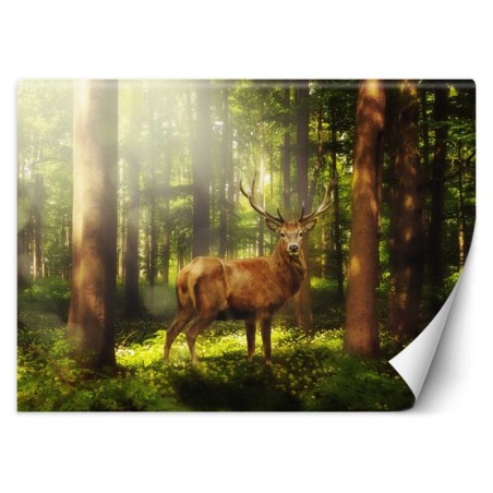 Moderne Fototapete - Hirsch Tiere Wald Natur | Feeby