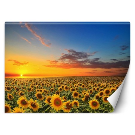 Stilvolle Fototapete - Sonnenblumen Feld Natur | Feeby