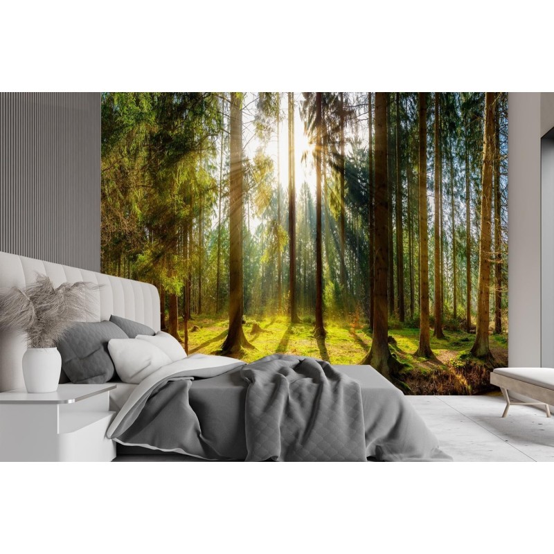 Fototapete - Wald im Sonnenschein | Feeby