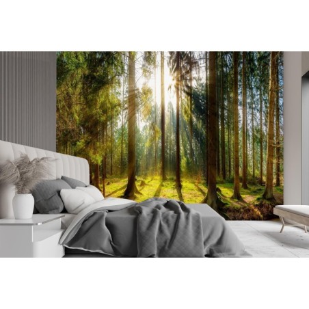 Fototapete - Wald im Sonnenschein | Feeby