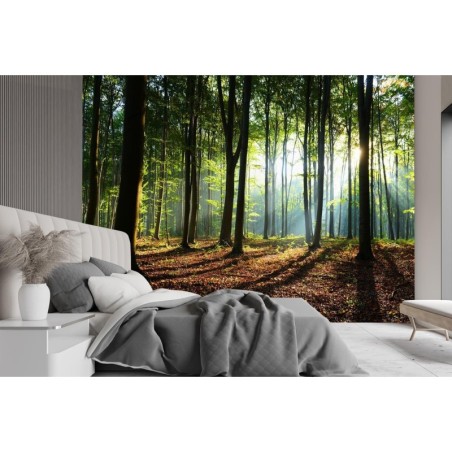 Stilvolle Fototapete - Morgens im Wald | Feeby